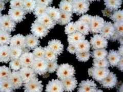 Flroes