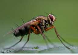 photosight.org Fluen