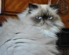 petswelcome.com Fluf