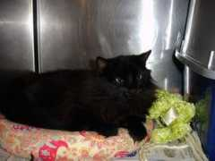 purrfectcats.org Fluffers