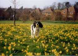 whimsy.org.uk Fluffs