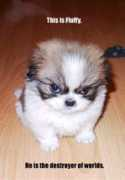 Fluffy