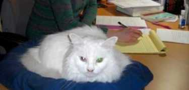 Fluffycat
