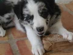 Flurry