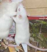 Fluse
