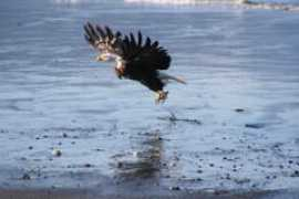Flyingeagle