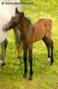 danheller.com Foal