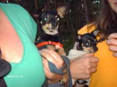 Fobas