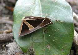 brisbaneinsects.com Fodina