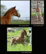 arabhastar.se Foelen