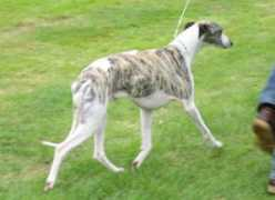 animagi-whippets.at Foerter