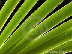 it.dreamstime.com Fogli