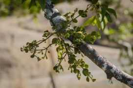 treesandshrubs.about.com Folini