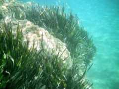 panoramio.com Fondale