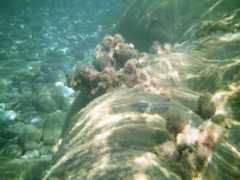 panoramio.com Fondale