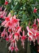 members.home.nl Fontein