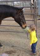 bmfhorsespa.com Fooh