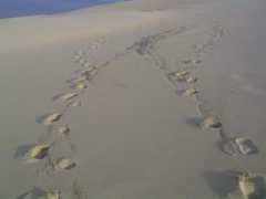 Footsteps