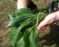 rocketandsquash.com Forage