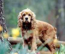 gotpetsonline.com Forand