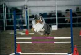 sunnyvaleshelties.com Forbin