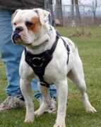 rosebull.com Foreman