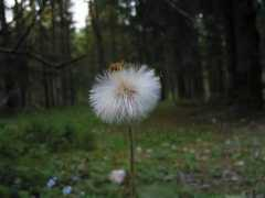 immagini.n3po.com Foresta