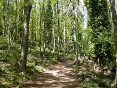 terredelmediterraneo.org Foresta