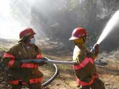noticias.com.gt Forestales