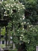 justourpictures.com Forestier