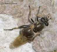 diptera.info Forim
