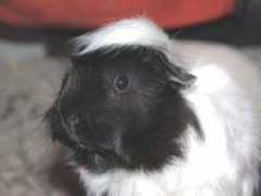 guineapigsrainbow.org Forinda