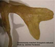 stri.si.edu Forkings