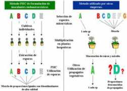 phcmexico.com.mx Formulacion