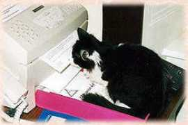 schmusekatzen.de Forrestine