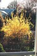Forsythia