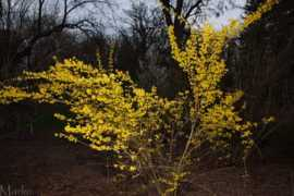 Forsythia