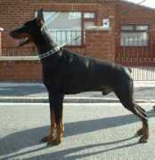 dobermann-review.com Forto