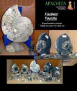 Fosiles