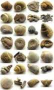 Fosiles