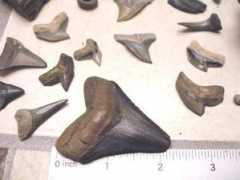 wingsoftherainforest.com Fossils