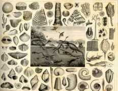users.dickinson.edu Fossils