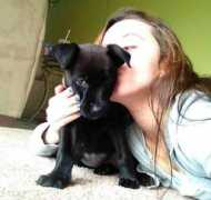 lakeshorepaws.org Fostering