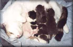 forum.asuult.net Fostering