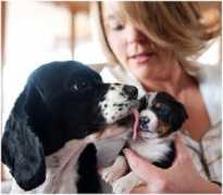 waysidewaifs.org Fostering