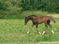 kristalfarm.com Foulon