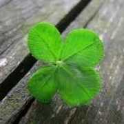 quibblo.com Fourleafclover