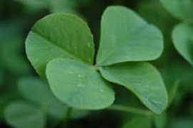 blog.wordnik.com Fourleafclover