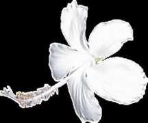 Fower