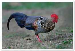 zonkerala.com Fowl
